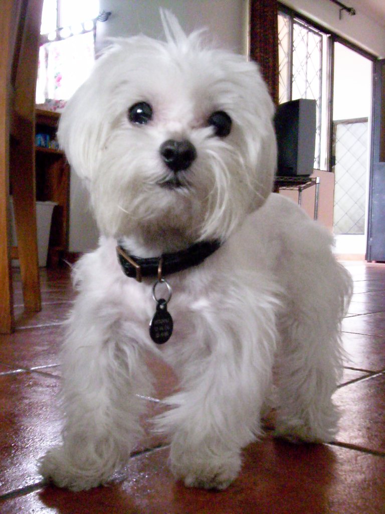 Borgia visiting me