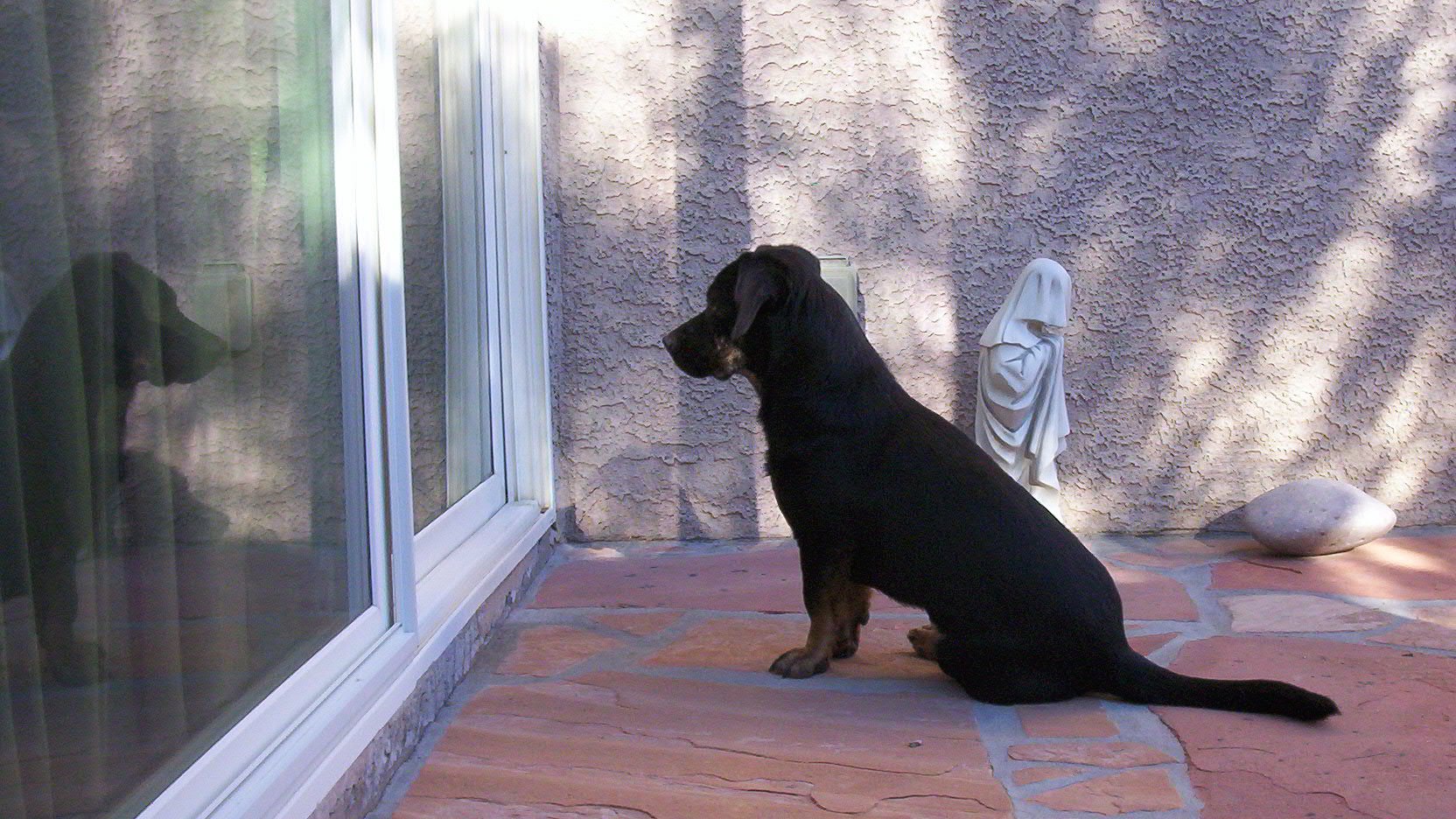 Buddy, 2012/02/09, at the back door