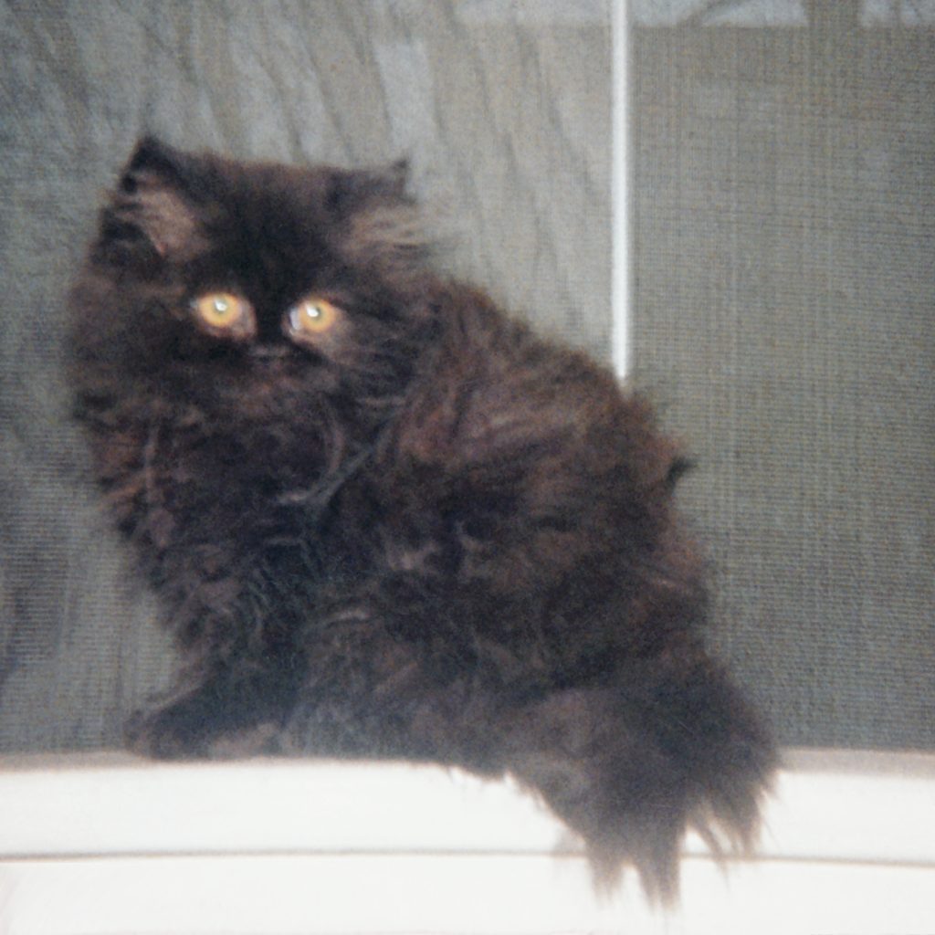 Coises!, about 6 months old, on the windowsill