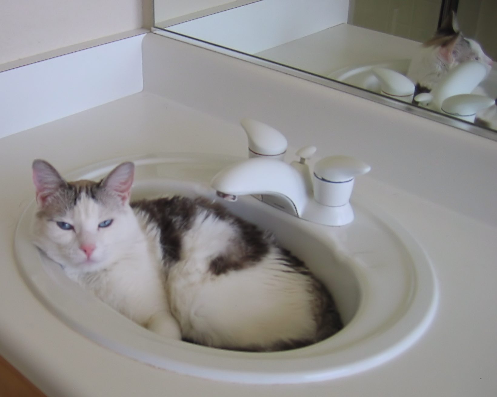 Dexter in the sink