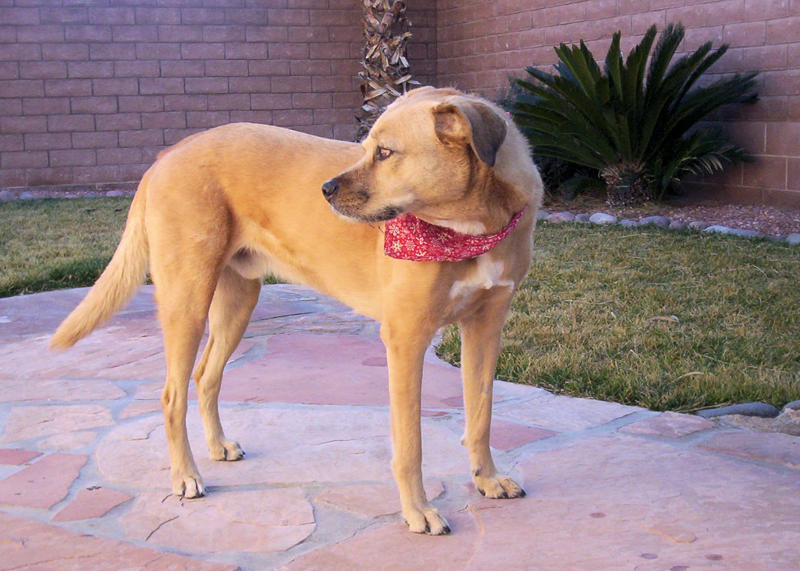 Joe, 2012/02/09, on the back patio