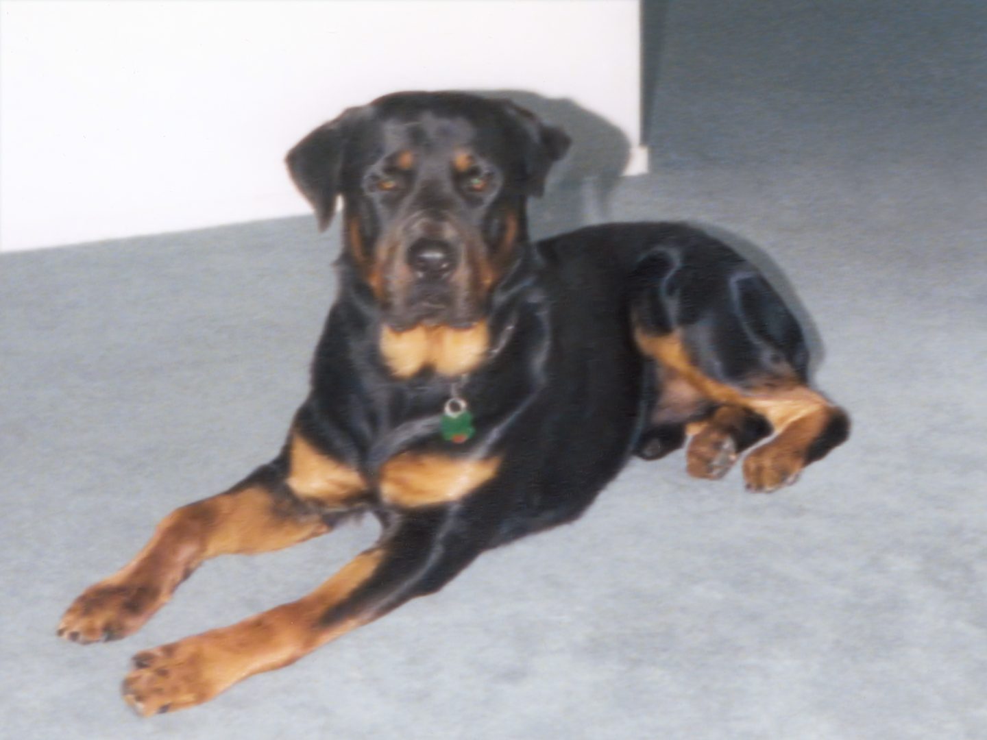 Mack "The Knife" Heath, around one year old