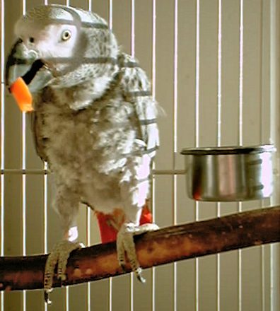 Parrot and Carrot