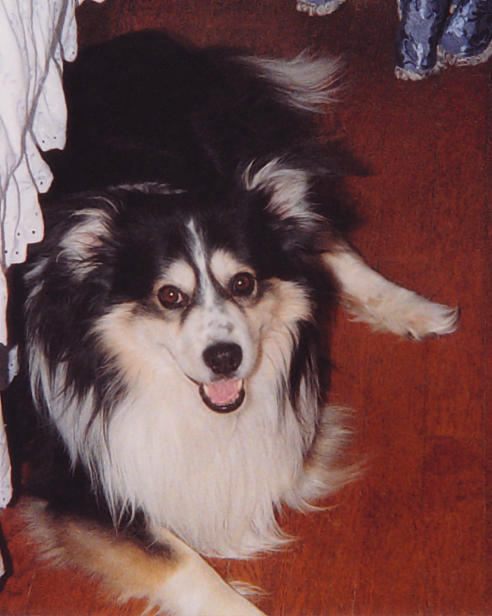 Quinn at the foot of the bed